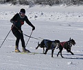 Click image for larger version

Name:	Skijoring With Dogs..jpg
Views:	120
Size:	89.0 KB
ID:	62306