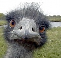 Click image for larger version

Name:	Emu pic 1.jpg
Views:	144
Size:	30.5 KB
ID:	56809